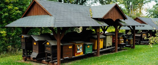 Miejsca przyjazne pszczołom